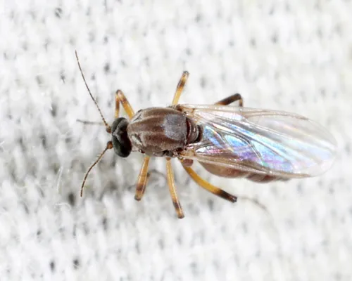 Bezzia solstitialis