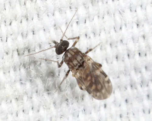 Culicoides guttipennis