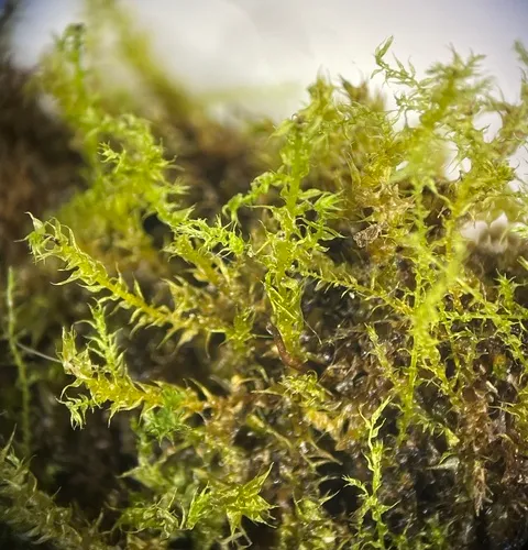 Campylium Moss