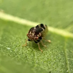 Cyrtolobus togatus thumbnail 4