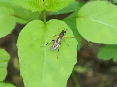 Xylomya simillima thumbnail 4