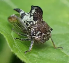 Telamona concava thumbnail 3