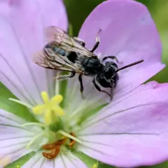 Cranesbill Miner thumbnail 4
