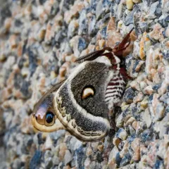 Glover's Silkmoth thumbnail 4