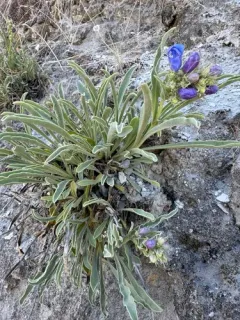Idaho beardtongue thumbnail 3