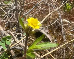 macoun's buttercup thumbnail 4