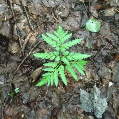 Cutleaf Grapefern thumbnail 3