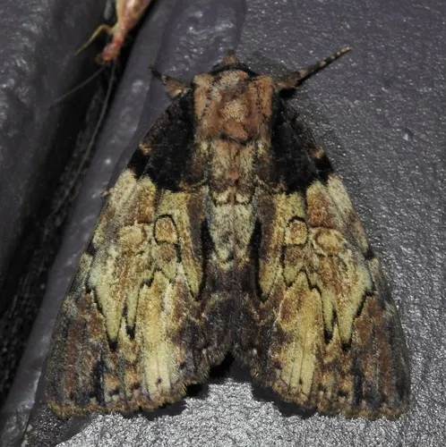 Clouded Underwing