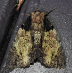 Clouded Underwing thumbnail 1