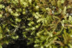 Pohlia proligera thumbnail 2