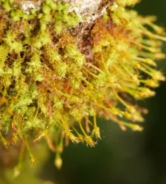 Twisted Ulota Moss thumbnail 2