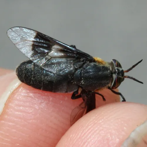 Ring-clawed Deer Fly