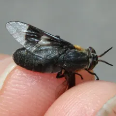 Ring-clawed Deer Fly thumbnail 1
