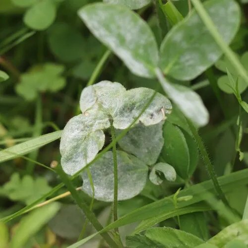 Clover Powdery Mildew