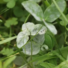 Clover Powdery Mildew thumbnail 1