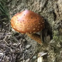 Hemistropharia albocrenulata thumbnail 4