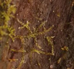 Two-horned Pincerwort thumbnail 4