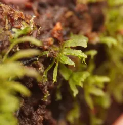Wright's filmy fern thumbnail 3