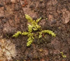 Cololejeunea macounii thumbnail 3