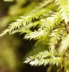 Elegant Silk-moss thumbnail 4