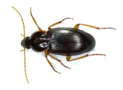 Calathus ingratus thumbnail 3