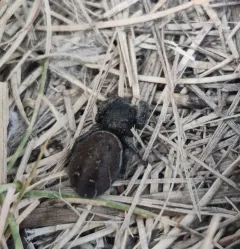 Phidippus cryptus thumbnail 4