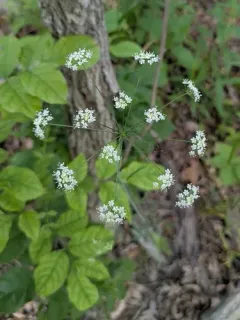 thicket parsley thumbnail 4