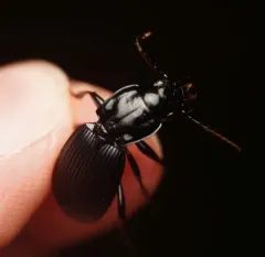 Pterostichus crenicollis thumbnail 4