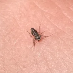 Mesopsocus laticeps thumbnail 4