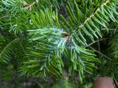 Balsam Twig Aphid thumbnail 3