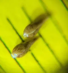 flaccid cryptantha thumbnail 1