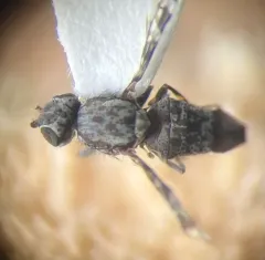 Pseudotephritis corticalis thumbnail 4