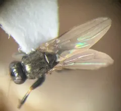 Lotophila atra thumbnail 3