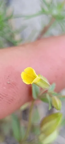 ephemeral monkeyflower