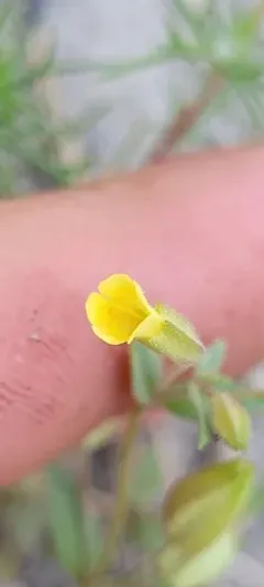 ephemeral monkeyflower thumbnail 1