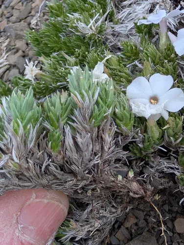 Henderson's Phlox