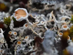 Arctic Saucer Lichen thumbnail 4