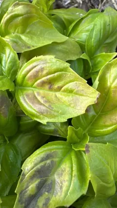 Sweet basil thumbnail 4
