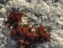 Gloiopeltis furcata thumbnail 4