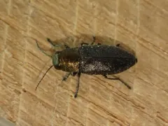 Phaenops intrusa thumbnail 2