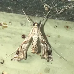 Eggplant Leafroller Moth thumbnail 4