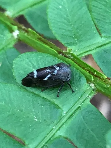 Ophiderma salamandra