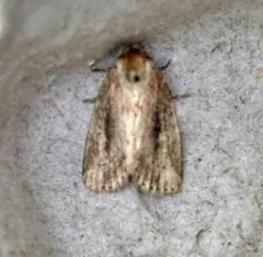 Northern Cordgrass Borer Moth thumbnail 4