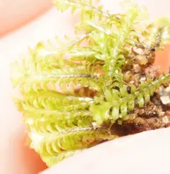 White Earwort thumbnail 4