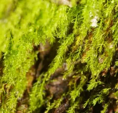 Takakia lepidozioides thumbnail 3
