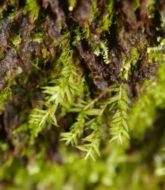 Bartramiopsis lescurii thumbnail 3
