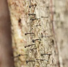 white ring stubble lichen thumbnail 4
