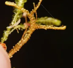 Lesser Whipwort thumbnail 3