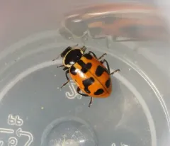 Washington's Lady Beetle thumbnail 4