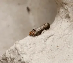 White-spotted Hedya Moth thumbnail 3